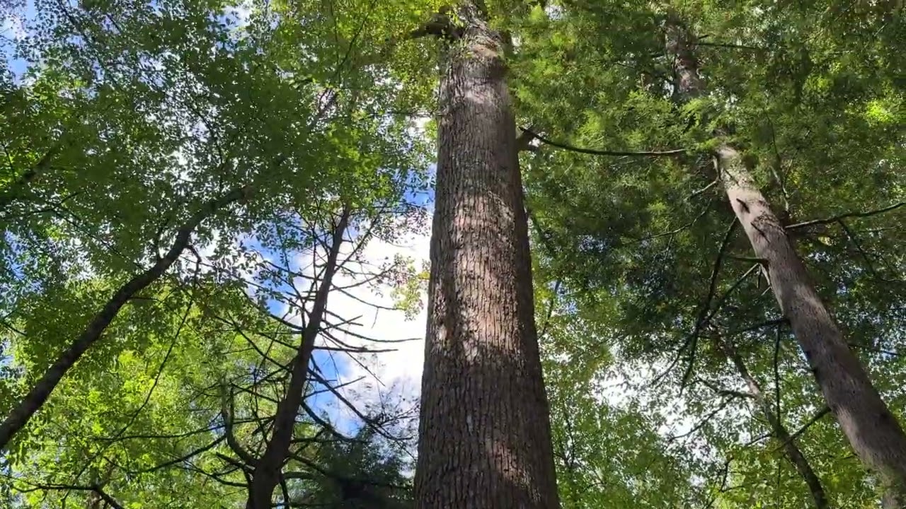 Old Growth Tulip Poplar on the Ramsey Cascades Trail in the Great Smoky Mountains 