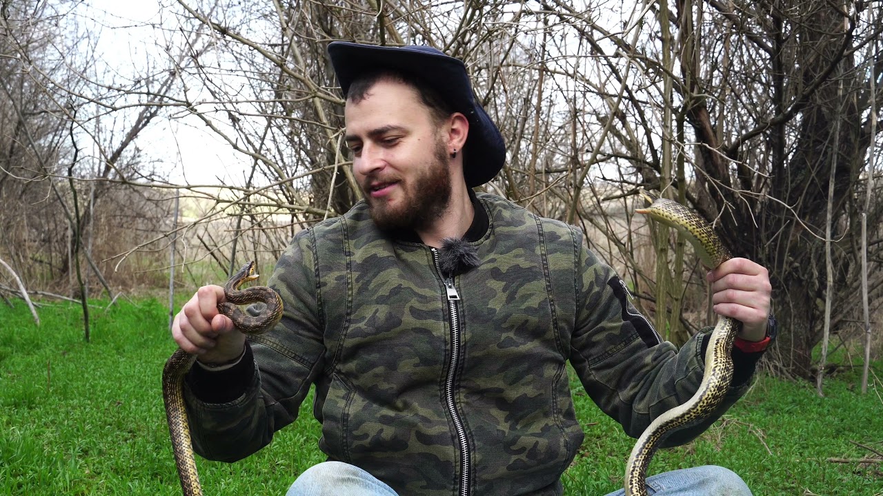 Сарматский полоз / Elaphe saurmates в Николаеве / кто опаснее человек или змея?
