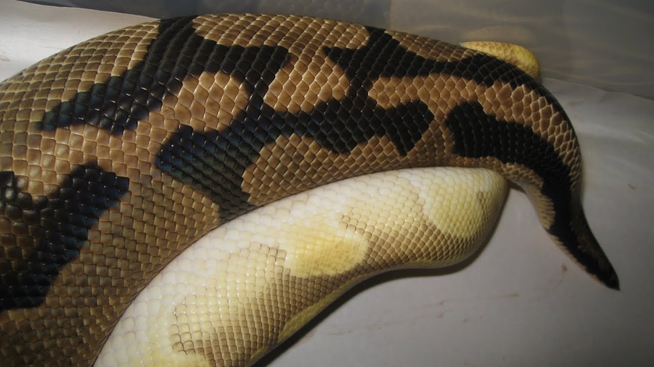 snake oil Ricky's Reptiles Ball Python Room Tour