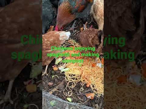 Chickens eating food scraps and making compost. #homesteading #prepping ...