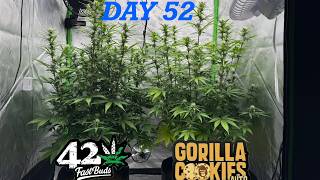 Gorilla Cookies Auto By Fast Buds Day 52