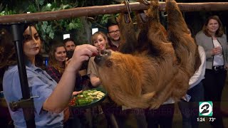 Houston Zoo: After Dark | HOUSTON LIFE | KPRC 2