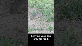 Some Days You Are a Pocket Gopher #wildlife #california