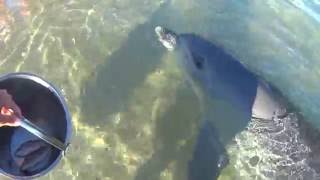 So Much Chatterclickssqueals From Dolphin Surprise- Western Australia