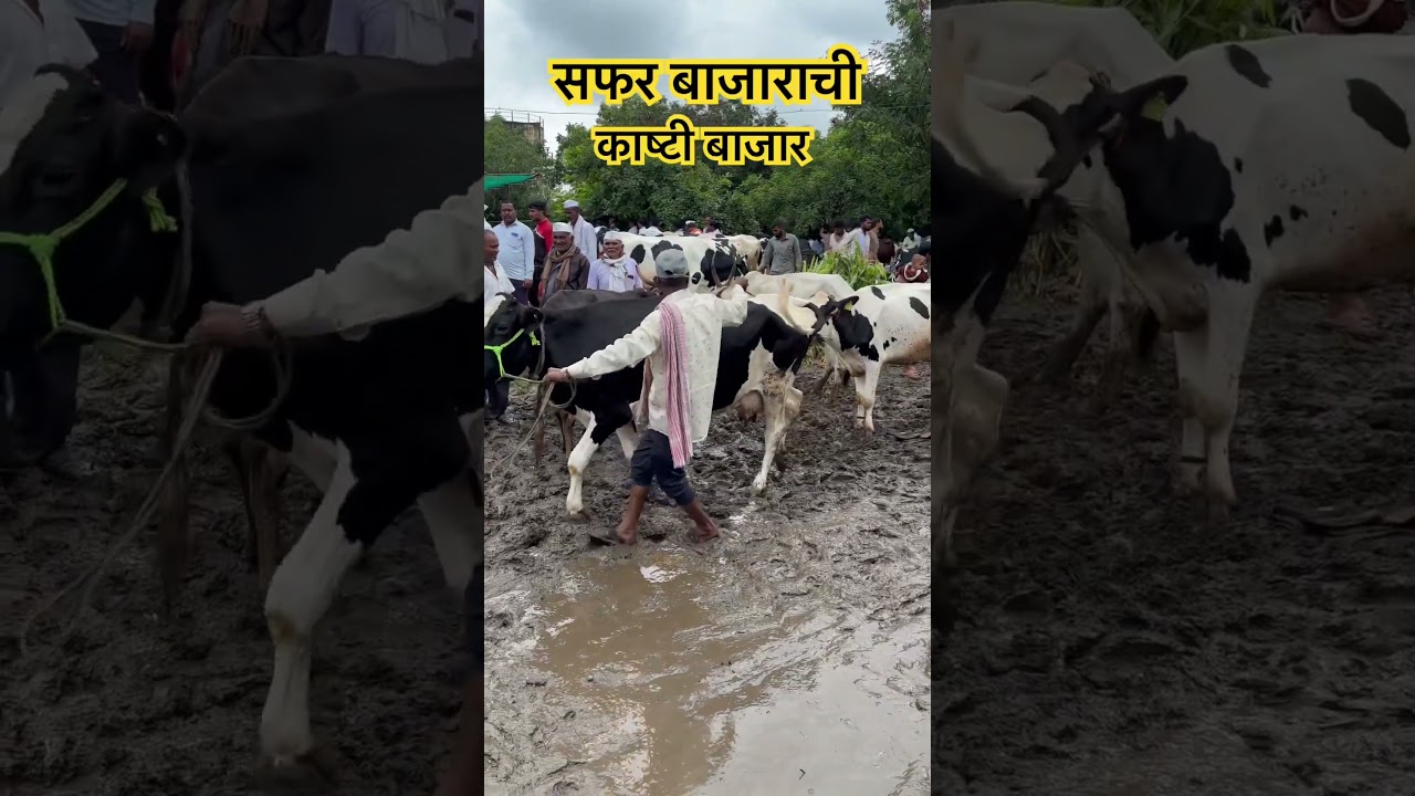 #cow