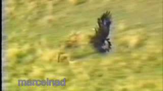 Hunting Wolves With A Golden Eagle In Mongolia Kazajstán-Ky