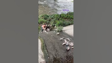 Cá Lớn - quá nhiều Rô Phi Khủng trượt khỏi đập nước 😱 #khacthuyvlogg