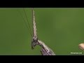 Conehead Mantis lays an eggsack