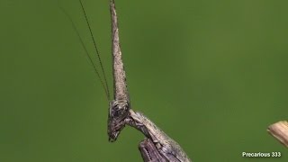 Conehead Mantis lays an eggsack