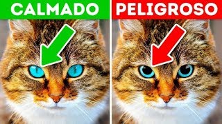 12 señales de que a tu mascota le urge que la ayudes