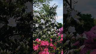 Ft Tryon Park - Billings Lawn #adventure #relaxingmusic