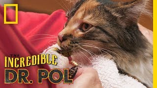 Kitten Gone 'Fishin' | The Incredible Dr. Pol