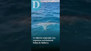 Un enorme tiburón a las puertas de la bahía de Palma de Mallorca