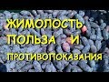 Жимолость. Полезные свойства и противопоказания.