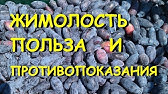 Купить жимолость, лучшие сорта. - YouTube