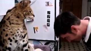 Такую кошку лучше не злить Такую кошку лучше не злить