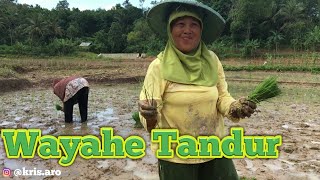 Wayahe Tandur / Waktunya Menanam PADI Vlog#5