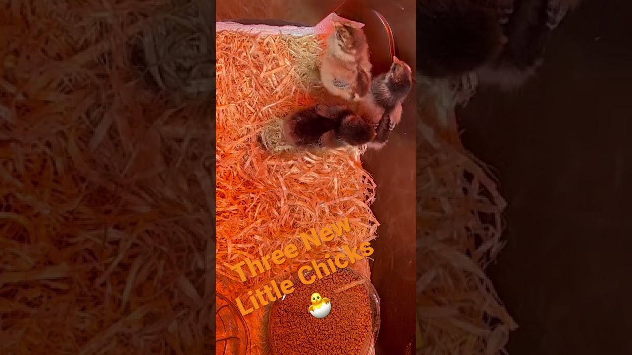 Three new Americaunas and they’re all females | Welch Family Homestead | 