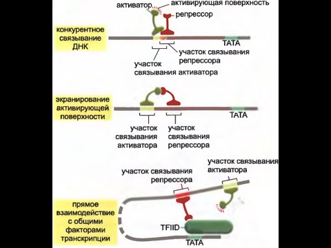 Как работают генетические переключатели?