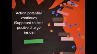 Nerve Impulse Demonstration