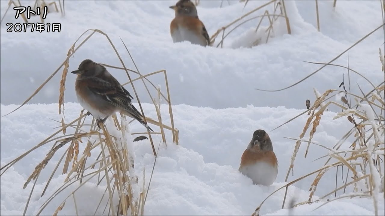 野鳥雨靴 アトリ Brambling (Fringilla montifringilla)