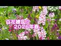 百花繚乱♡ 2026年春