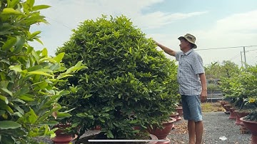 Chia sẽ cách làm cúc thọ hương nở rộ bông chùm kính tàng 14/10/2025 Bỏ