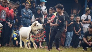 HANYA DOMBA!! BABAK KUALIFIKASI SKDG PIALA PRESIDEN PLP GARUT