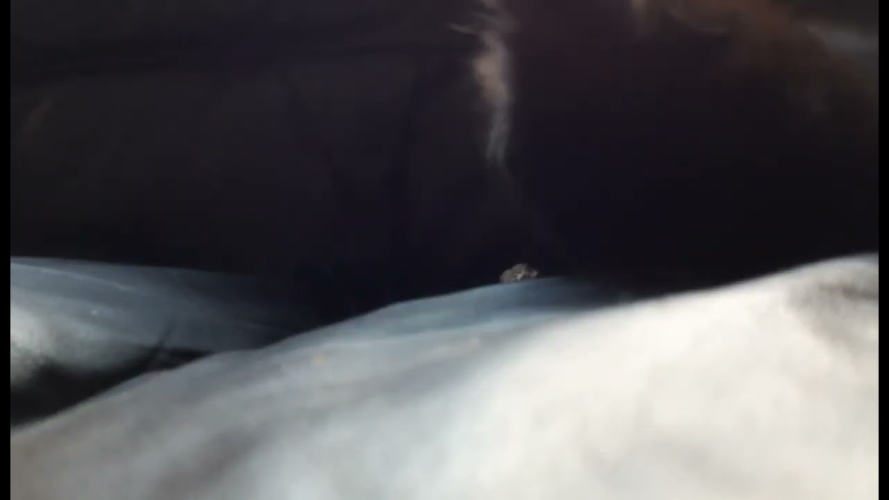 Loki playing with a foil ball