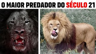 A Sombra Na Savana Osama O Leão Que Comeu 50 Pessoas