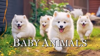 Gentle Healing Music to Calm the Nervous System and Heals the Heart ~ Cute Baby Animals