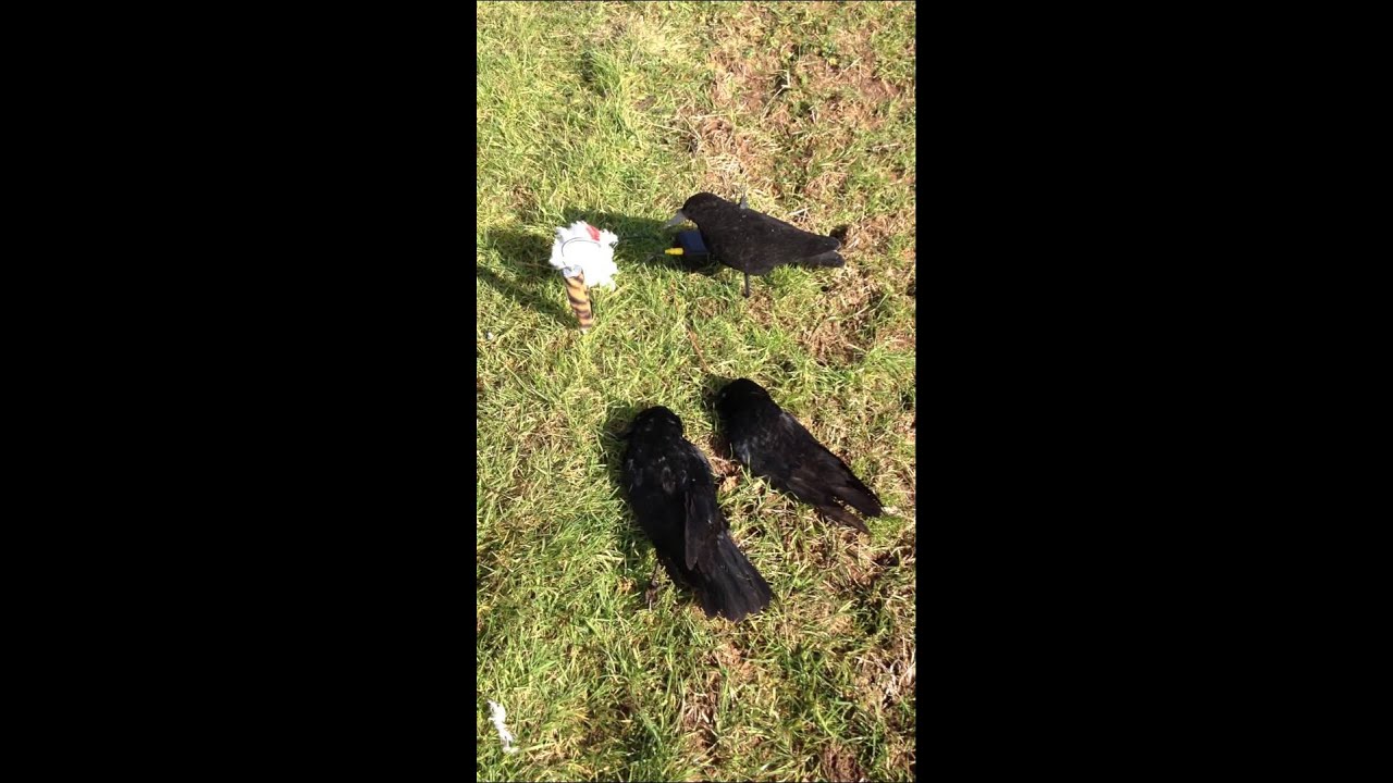 Predator enticer used on crows