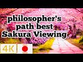 philosophers path japan 桜の中・拡張哲学の道 best sakura 4K Viewing kyoto japan 2022