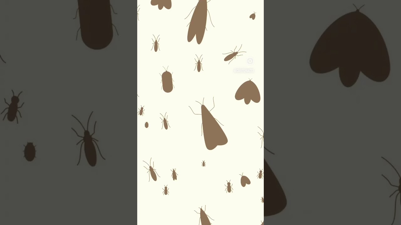 QUANDO ACCENDI UNA LUCE FUORI D'ESTATE 🦟