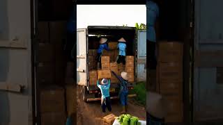 🍌 “Fresh   Banana   Harvest   Packed &amp;   Ready   for   Export!”