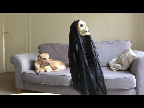 hilarious-halloween-dog-prank-fail!