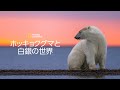 【FULL】ホッキョクグマと白銀の世界 (声:櫻井孝宏) 「親子の旅立ち」| ナショジオ
