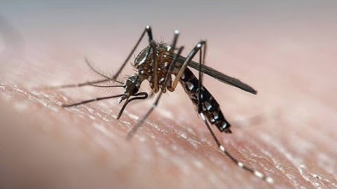 How Mosquitoes Use Six Needles to Suck Your Blood | Deep Look