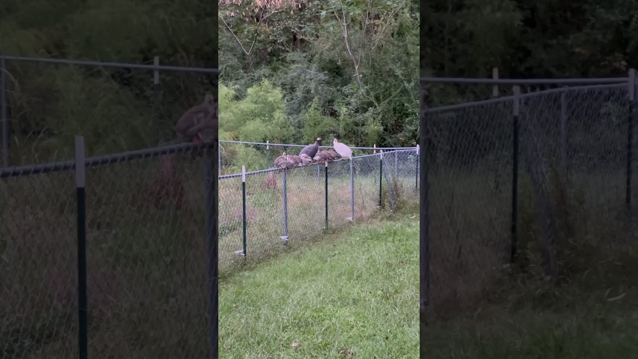 So few people know what a Guinea is!  