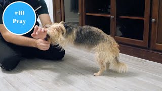 Train Your Dog To Pray - Trickmas Day 10