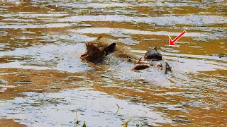 Baby Monkey Annie Drowning In The Pond