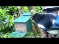 Magpie Bird On Spring Monday Visit To My Cottage Garden Scone Perth Perthshire Scotland