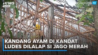 Ludes! Kandang Ayam di Kandat Kediri Dilalap si Jago Merah, Korban Alami Kerugian Puluhan Juta