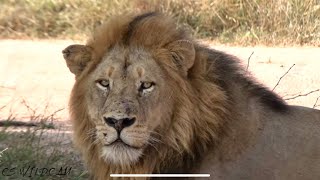 Quality Time With The Skorro Brothers | Male Lions of Kruger Ep 55