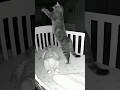 Brave Cat Protects Baby from an ‘Invisible Ghost😻😻😻 #catsoftiktok #cute #viral #fyp #cat