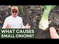 Why are our onions so small