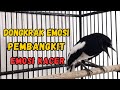 PANCINGAN KACER GACOR AMPUH LANGSUNG EMOSI | COCOK UNTUK KACER BAHAN  AGAR CEPAT GACOR DAN BUKA EKOR