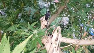 Strains that did well in michigan that resisted fungus (Blight)