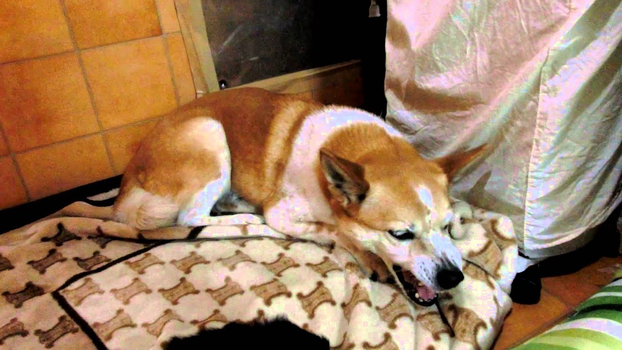 犬 え ずく よう な 咳