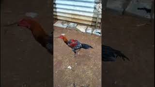 myla punju  patta Davaraju fram output #shote video